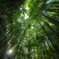 Bamboo Forest
