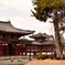 平等院、松とともに