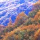 晩秋の色
