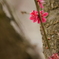 名残の紅梅花