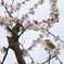 春を待つ