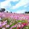昭和記念公園　コスモスの丘