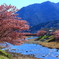 河津桜