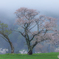 Sakua