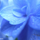 蒼