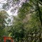 緑に映える鳥居