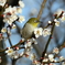 野鳥の春　メジロ