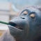 オランウータン