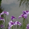 菖蒲