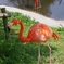 flamingo