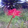 この花やっぱりかっこいいね