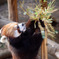 レッサーパンダ