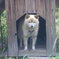 静岡の山の中の犬！！