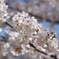 大神神社の桜 その1