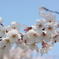 大神神社の桜 その2