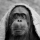 オランウータン