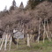 飛騨一宮水無神社03　臥龍桜