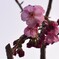 開花