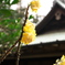 みつまた