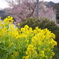 自治会長の菜の花