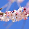 舞鶴公園の桜