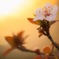 Evening cherry