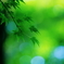 GreenGreenⅡ