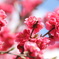 花桃