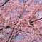 寒桜