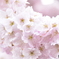 密集桜