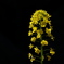 菜花