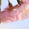開花