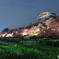 夜桜見学