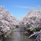 春の五条川