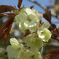 桜の花　IMGP0258