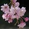 桜の花　IMGP0272