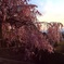 清水寺の枝垂桜