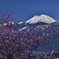 紅梅と常念岳　常念岳四景
