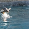 ペンギン界最速