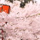 もくもく桜0419