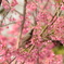 ヒヨドリと寒緋桜_2