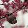 ヒヨドリと寒緋桜_3