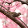 ヒヨドリと寒緋桜_4