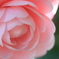 花便り　- 千重咲き -
