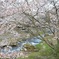 日本の春
