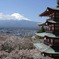 桜と富士　