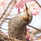サクラとヒヨドリ