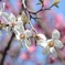 コブシの花