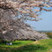 桜の丘