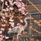 花見アオサギ